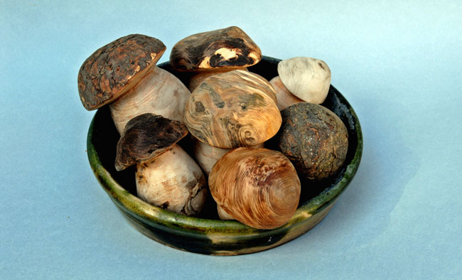 fungo di borgotaro, funghi borgotaro, borgotaro funghi, funghi porcini, borgotaro, il fungo di borgotaro