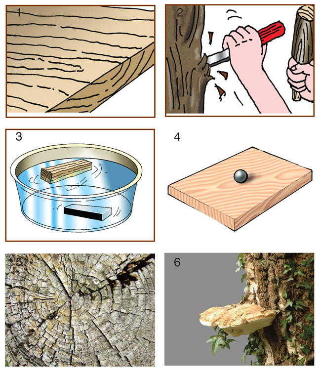  meccanica del legno