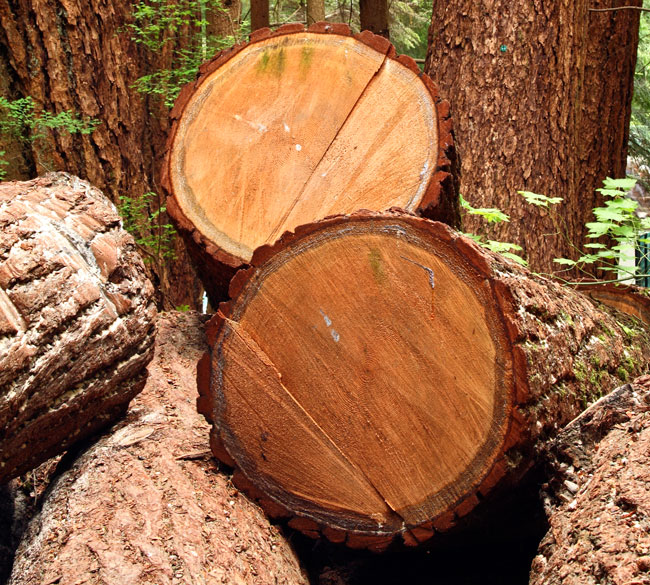 tipi di legno, vari tipi di legno, formati legno, tavole di legno, travi di legno, listelli di legno, perline di legno tondini di legno, prefiniti di legno