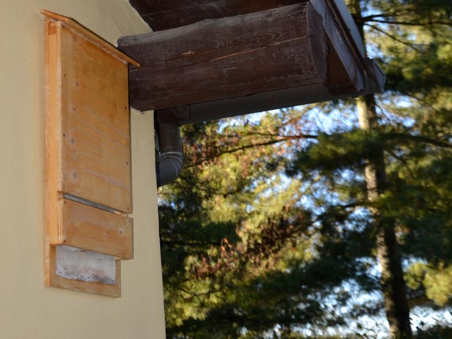 bat box fai da te