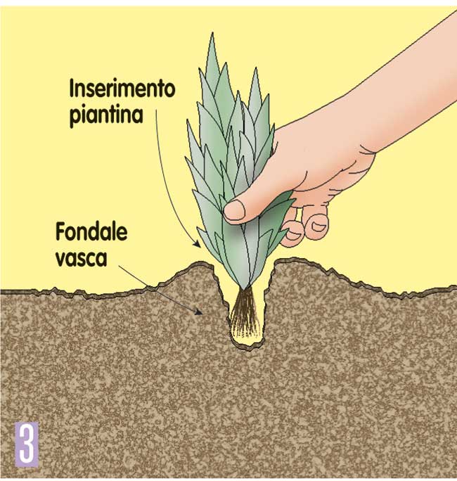 posizionare piante in acquario