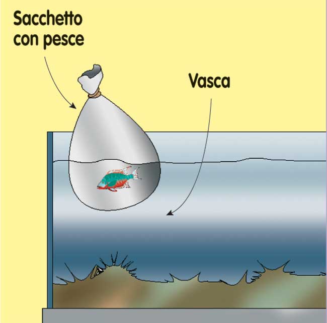 come trasferire i pesci in un acquario