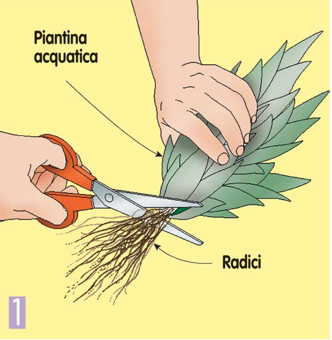 come gestire le piante acquatiche