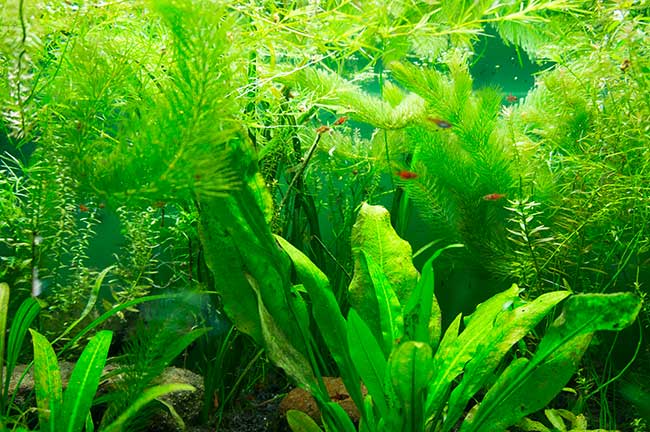 piante che vivono in acqua