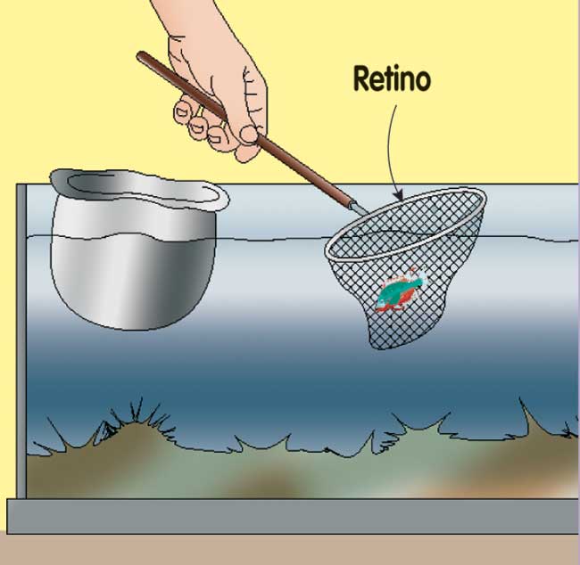 rete per pesci acquario