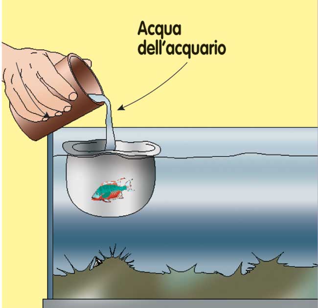 travaso pesci acquario