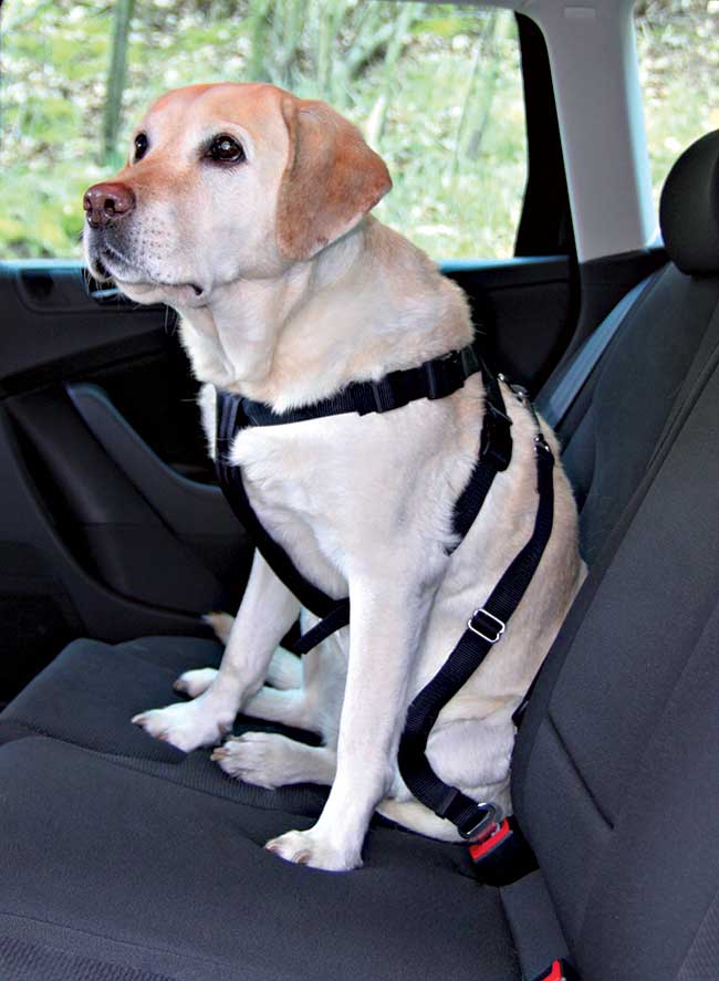 contura di sicurezza per cani