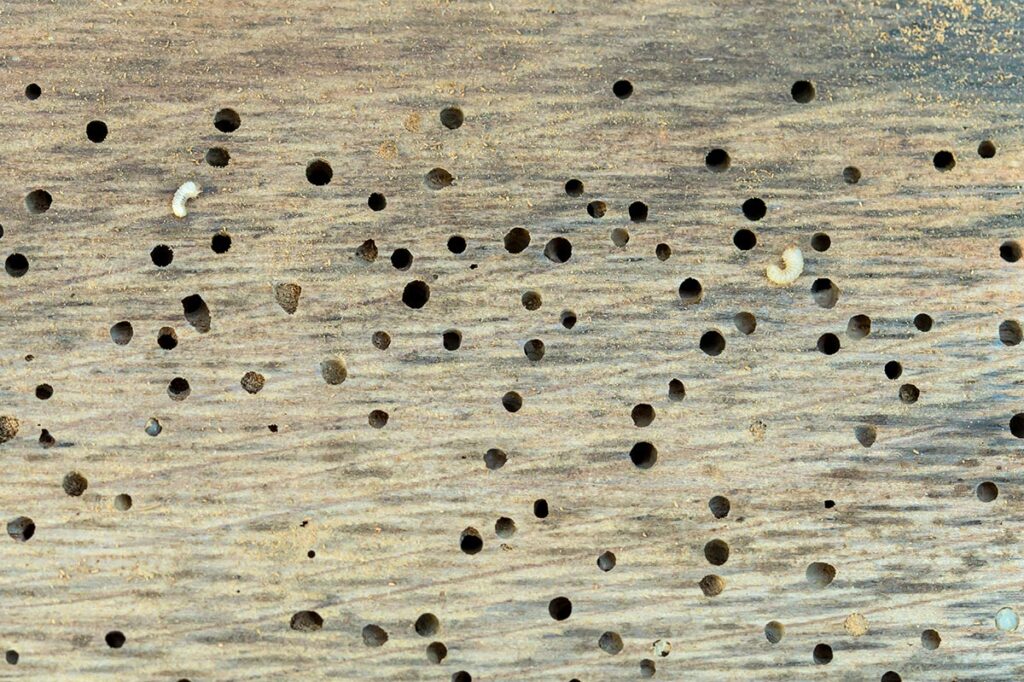Trattamento legno antitarlo 5