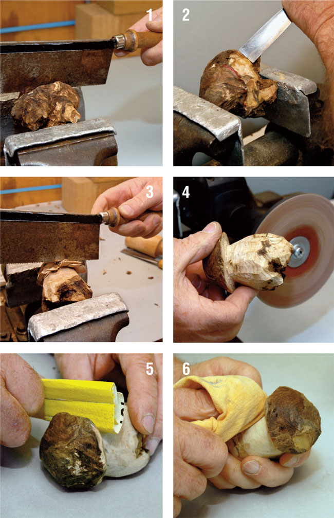 fungo di borgotaro, funghi borgotaro, borgotaro funghi,  funghi porcini, borgotaro, il fungo di borgotaro